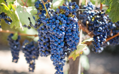 5 Most Popular Red Wine Grapes Every Wine Lover Should Know