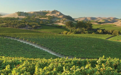 Climate, Weather & Wine: The Hidden Forces Behind Every Bottle
