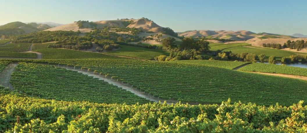 Climate, Weather & Wine: The Hidden Forces Behind Every Bottle